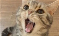 猫对人张嘴但没声音