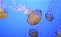 水母就是海蜇么