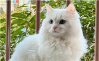 猫的眼球被划破能恢复吗