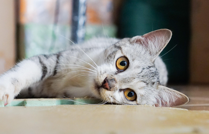 猫呼呼的声音怎么回事 猫呼呼的声音怎么回事