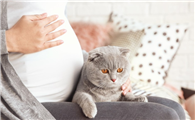 猫对着孕妇叫有什么讲究