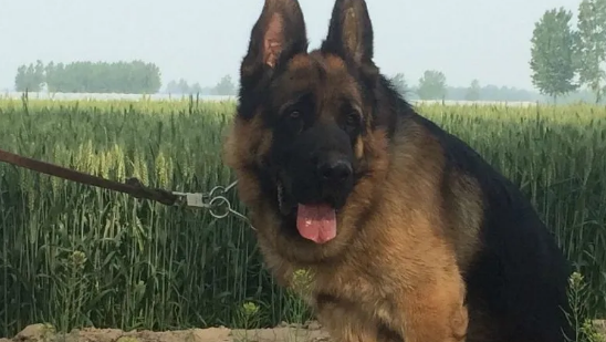 7旬老人遛弯时被4条狗围咬致死，狗主人将狗杀死...