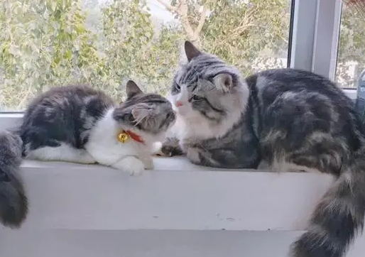 猫多少钱一只