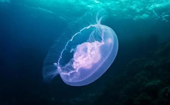 海月水母是什么