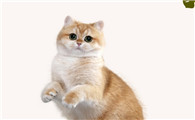 养猫5年后，突然对猫毛过敏是怎么回事？