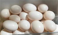 鸽子蛋多少一斤