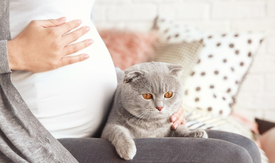 猫对着孕妇叫有什么讲究 猫对着孕妇叫有什么讲究