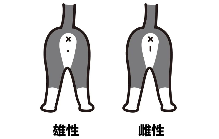 猫刚出生怎么分辨公母