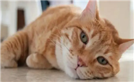 猫呼吸急促腹部起伏快