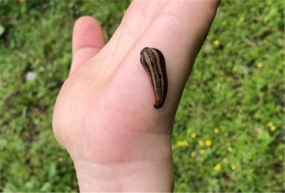 蚂蝗捕捉方法