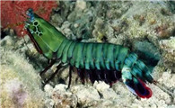 彩虹螳螂虾怎么养