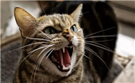 猫胡须的作用