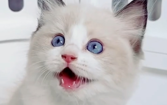 猫的眼睛是什么颜色