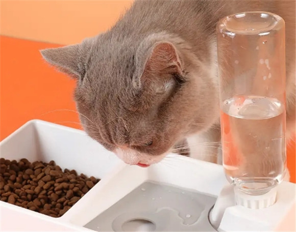 猫喝水的时候喜欢扒碗