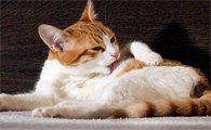 猫发育不良 长不大