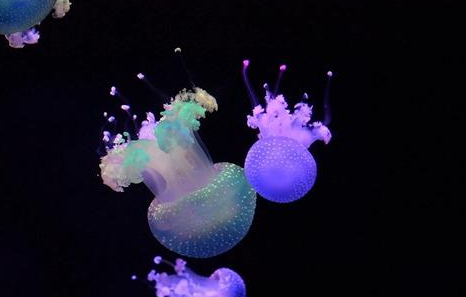 水母的喂养方法