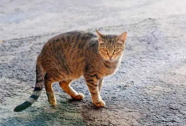 开车碰见猫横穿马路征兆