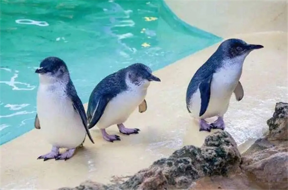 企鹅的生活特征