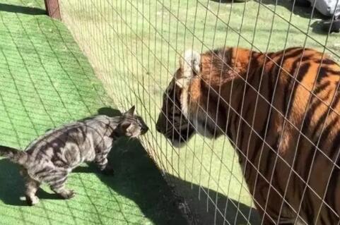老虎是猫进化的吗 老虎是猫进化的吗