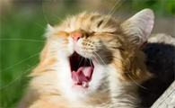 猫咕噜咕噜叫怎么回事
