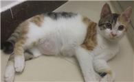 猫怀孕初期有哪些症状