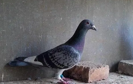 鸽子养殖的视频