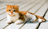 猫耳螨为什么越治越严重