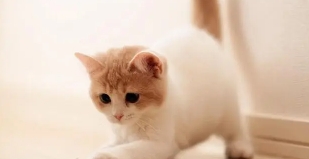 家里猫尿味很大 怎么除臭 家里猫尿味很大 怎么除臭