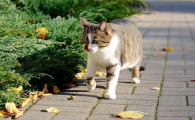 开车撞到猫有什么兆头