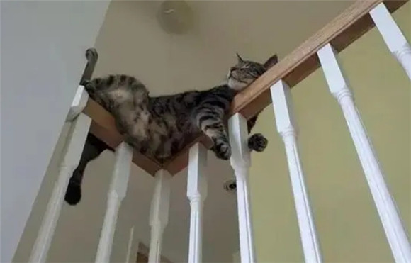 家里有猫买什么床