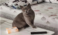 猫丢了找不到了老想哭