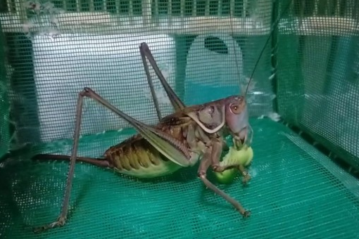 蝈蝈怎么去除