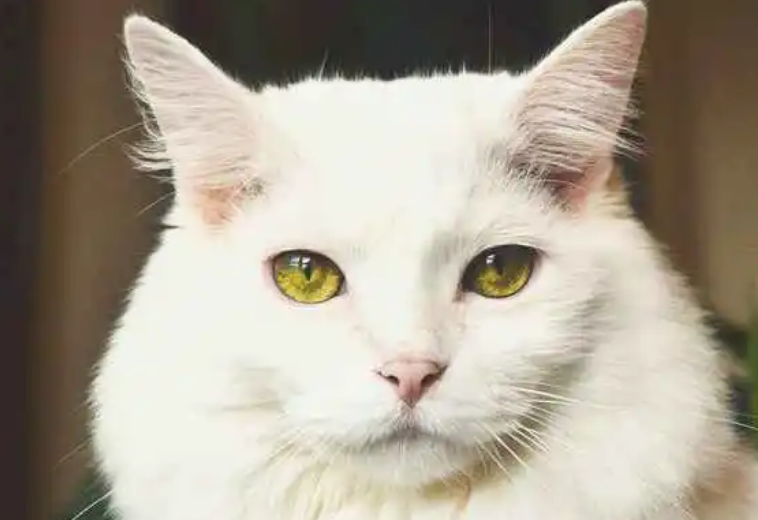 猫的视力是人的几倍