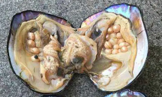 河蚌能活多少岁