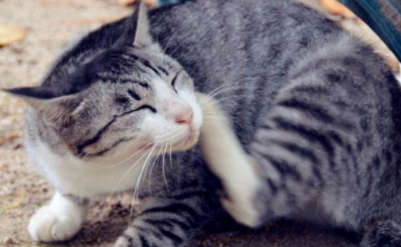 家猫总用脸蹭有棱角的家具