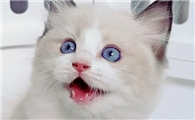 猫的眼睛是什么颜色