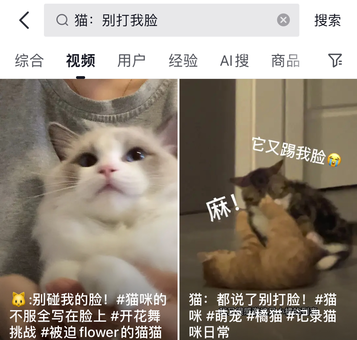 猫：别打我脸，好好说话