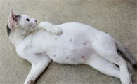 猫怀孕的症状有哪些