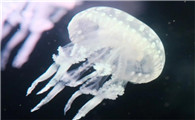 水母如何繁殖