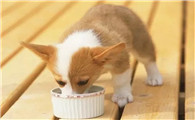 狗狗一天应该吃几顿才是健康饮食方法呢？