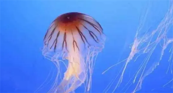 什么水母最危险
