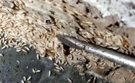 家里除白蚁多少钱