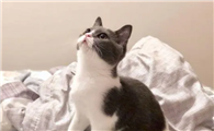 猫分开多久会不认识主人