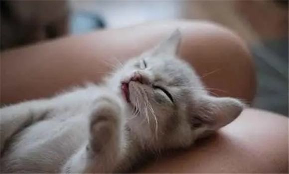 家里养猫影响风水吗