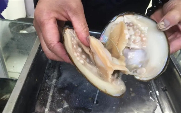 河蚌能开出珍珠吗