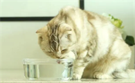 猫喝水吗