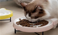 猫怀孕有什么表现?