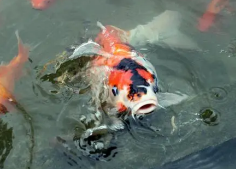 日本锦鲤种鱼价格