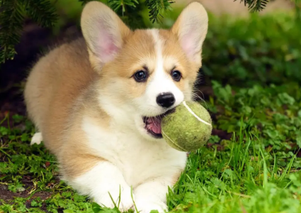 柯基犬有哪些习性呢？本文告诉你！