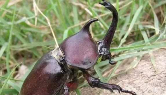 独角仙价值多少